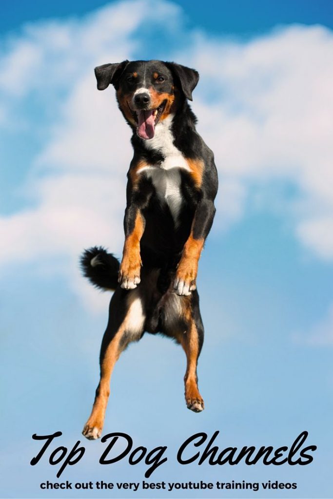 Top-Rated Dog Training Videos to Easily Teach Your Furry Friend New Tricks