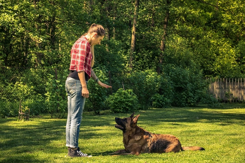 The Art of Canine Instruction: Understanding the Role of a Dog Trainer