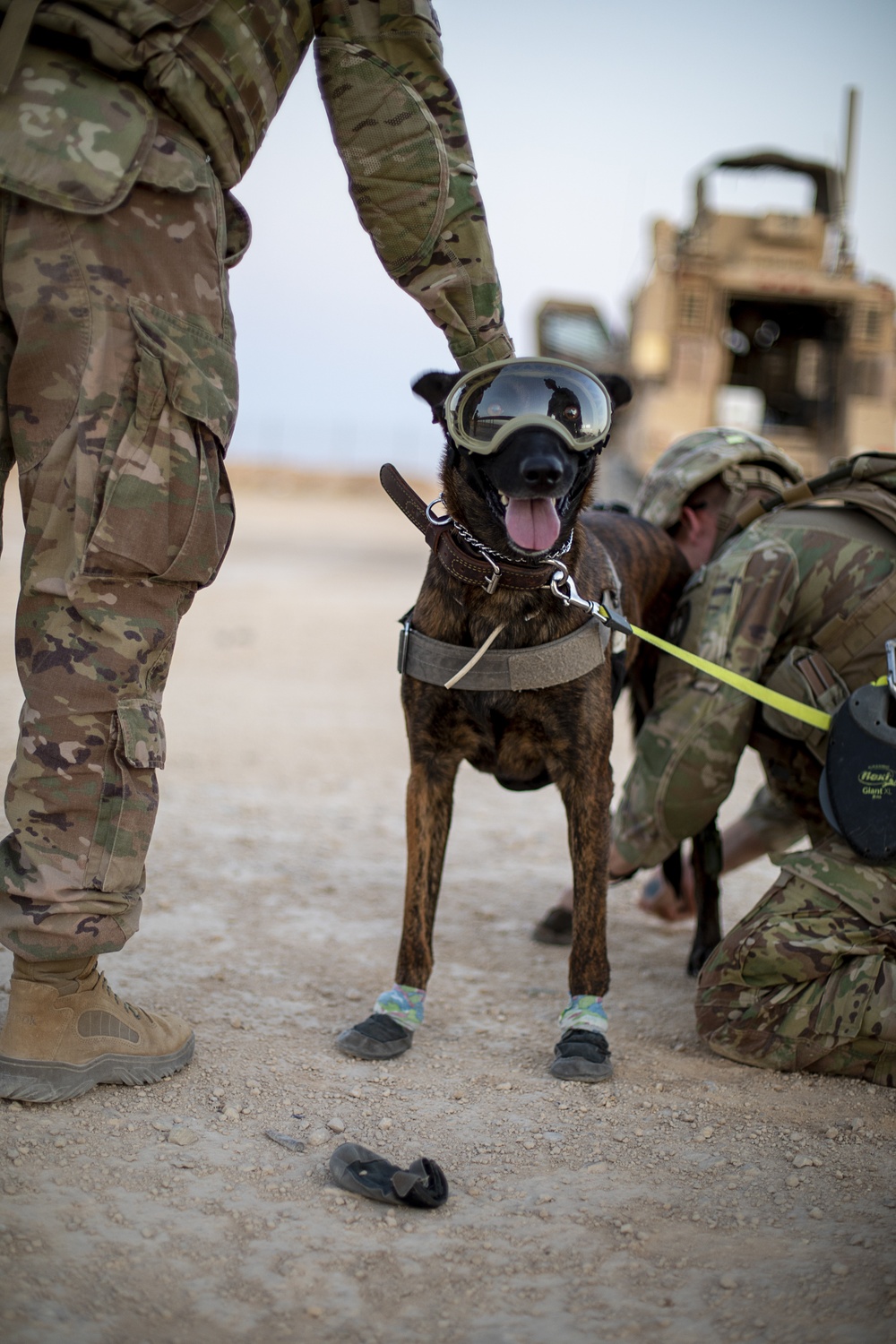 The Complete Guide to Exercising and Engaging with Your Working Dog