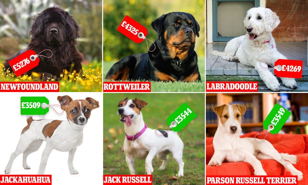 The Most Affordable Dog Breeds in the UK: Price-Friendly Options for Dog Enthusiasts