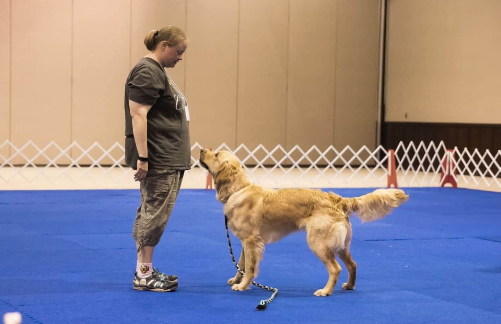 How Much Do Dog Trainers Earn: A Comprehensive Guide to Their Salaries