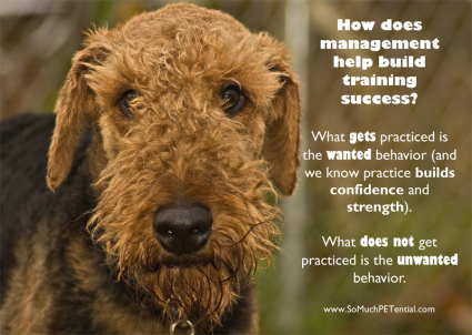 The Art of Effective Dog Training and Care: Proven Strategies for Building a Harmonious Relationship