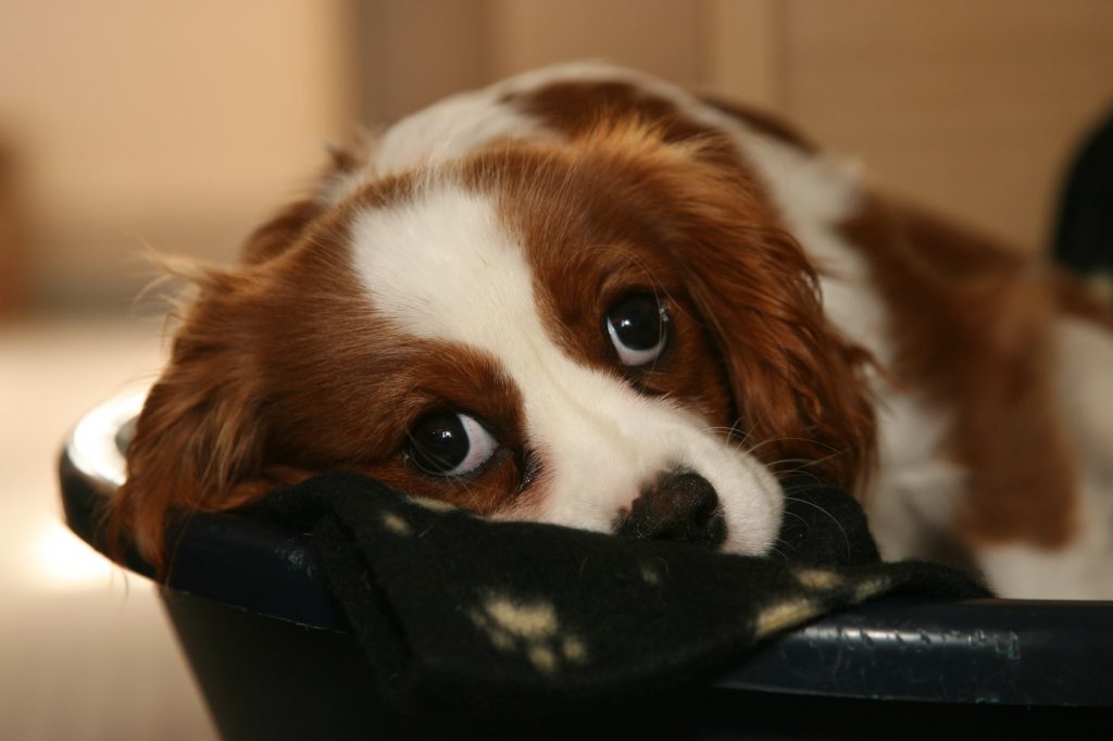 When is it Safe to Leave Dogs Alone? Expert Advice and Guidelines.