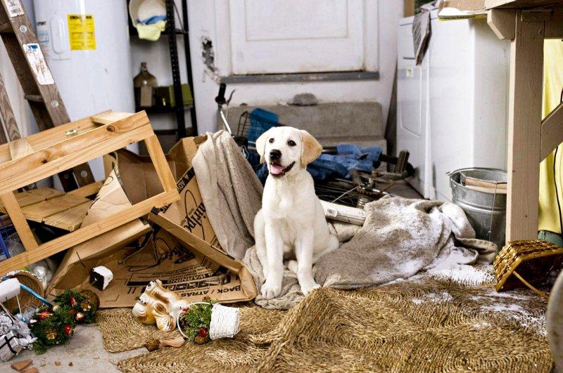 Why Does Fido Leave a Trail of Chaos Behind When Left Alone?