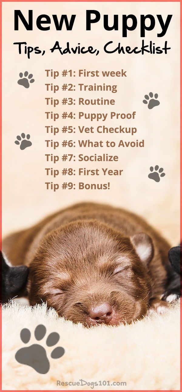 Essential Tips for Every Dog Owner: Ensuring a Happy and Healthy Life for Your Furry Friend