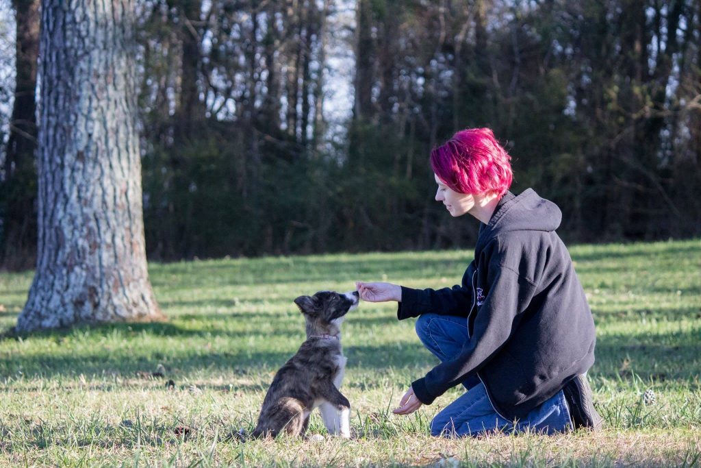 Addressing Common Dog Training Challenges: Effective Solutions for a Well-Behaved Pet