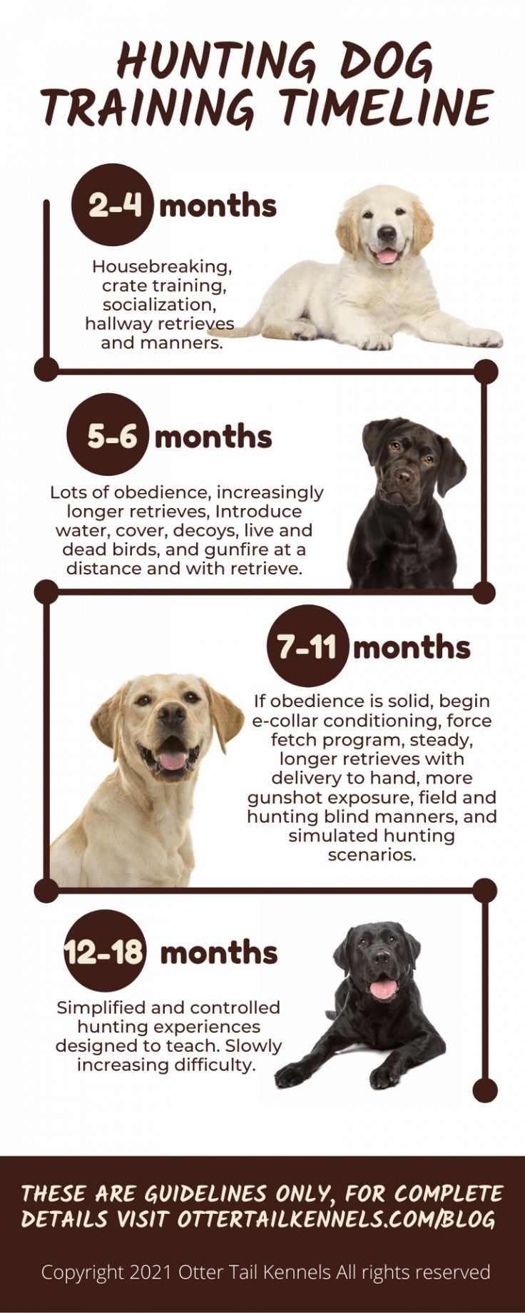 When to Begin Training Your Dog: A Guide for Pet Owners