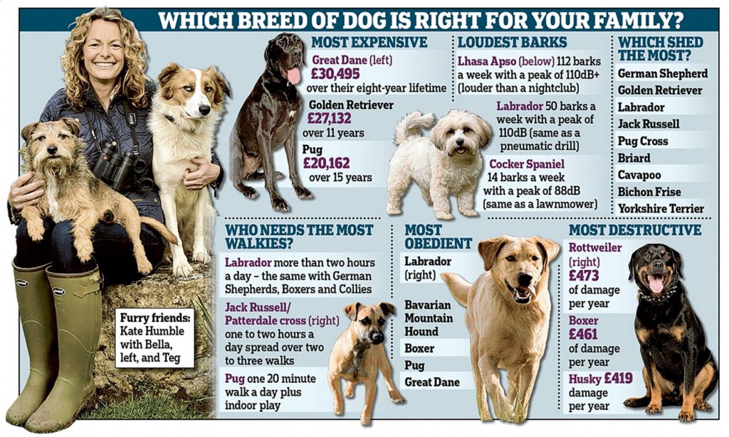 Finding the Perfect Dog Breed: A Comprehensive Guide for UK Pet Owners