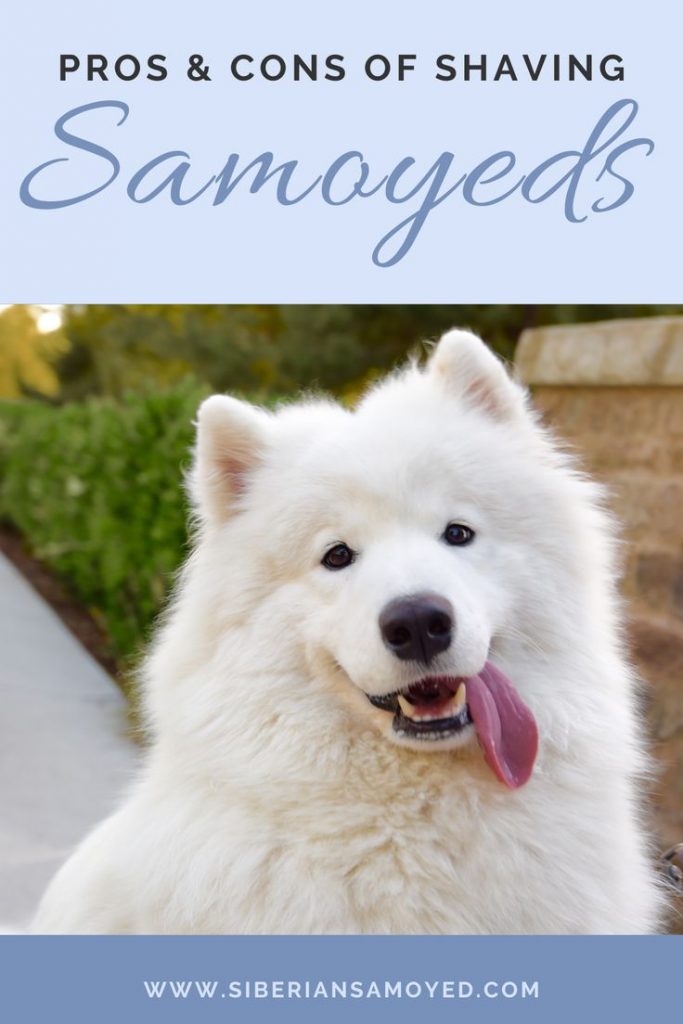 The Advantages and Disadvantages of Owning a Samoyed Dog