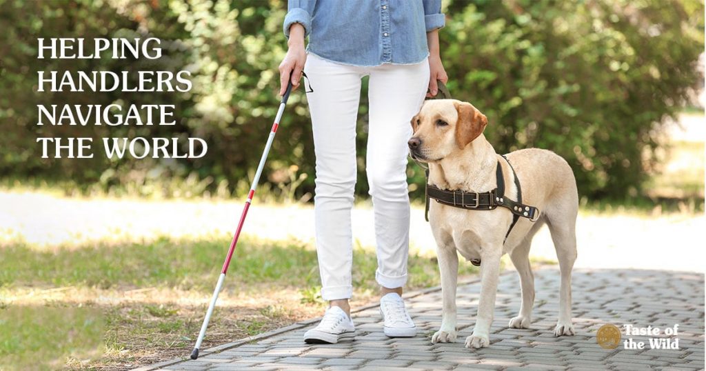 Step-by-Step Guide: Finding and Nurturing a Lifelong Companion - Your Path to Getting a Guide Dog