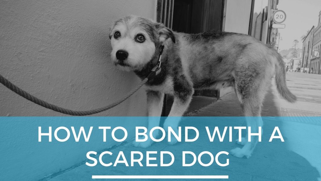 How to Recognize if Dogs Have Formed a Genuine Bond