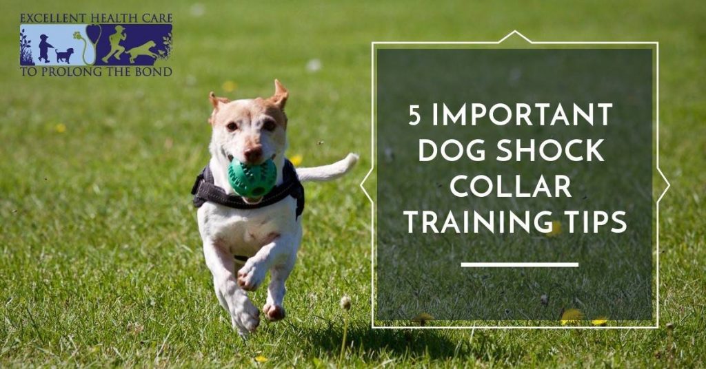 Effective Dog Training Techniques: Harnessing the Power of a Shock Collar