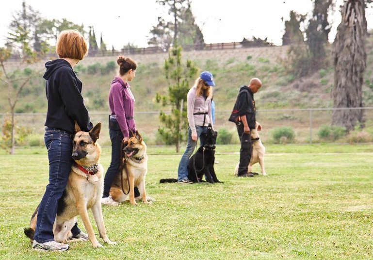 Affordable Dog Training Classes: Expert Tips on Effective and Budget-friendly Training Methods