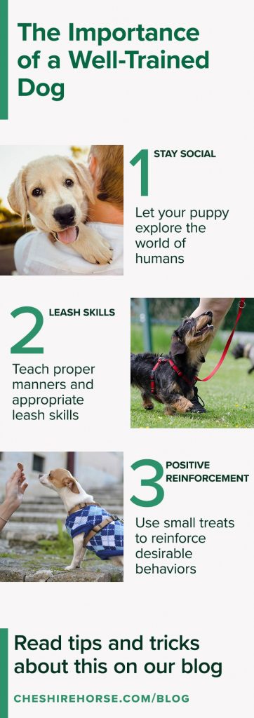 Why Training Dogs is Crucial for Their Well-Being and Harmonious Coexistence