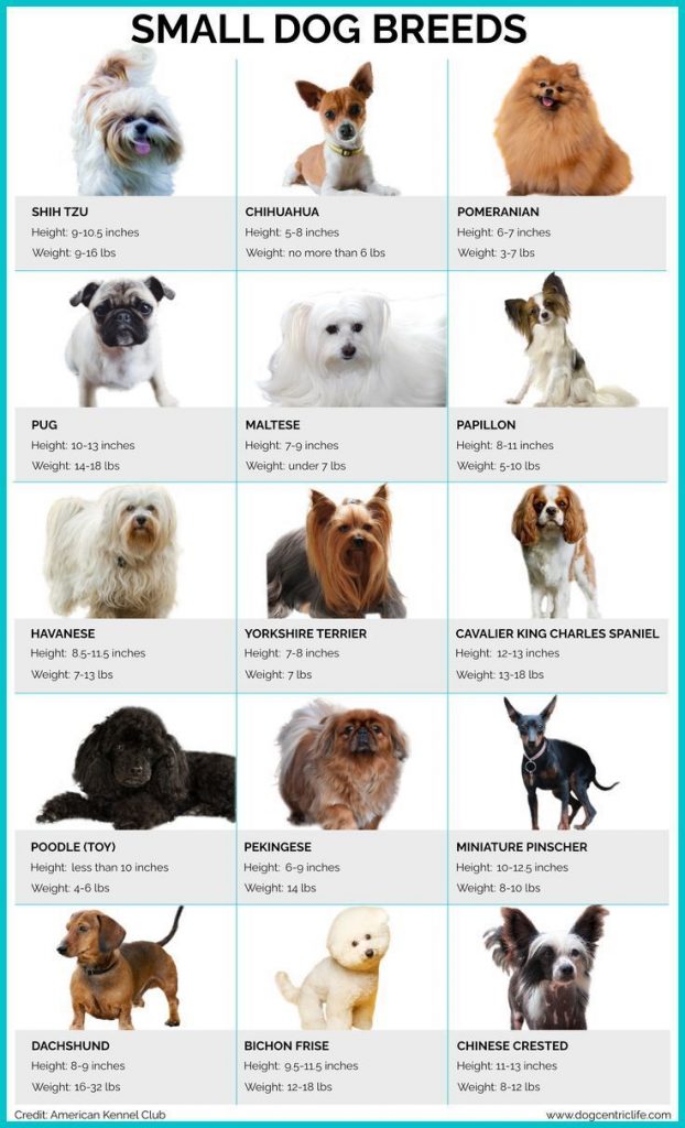 The Price Range of Small Dog Breeds: A Comprehensive Guide