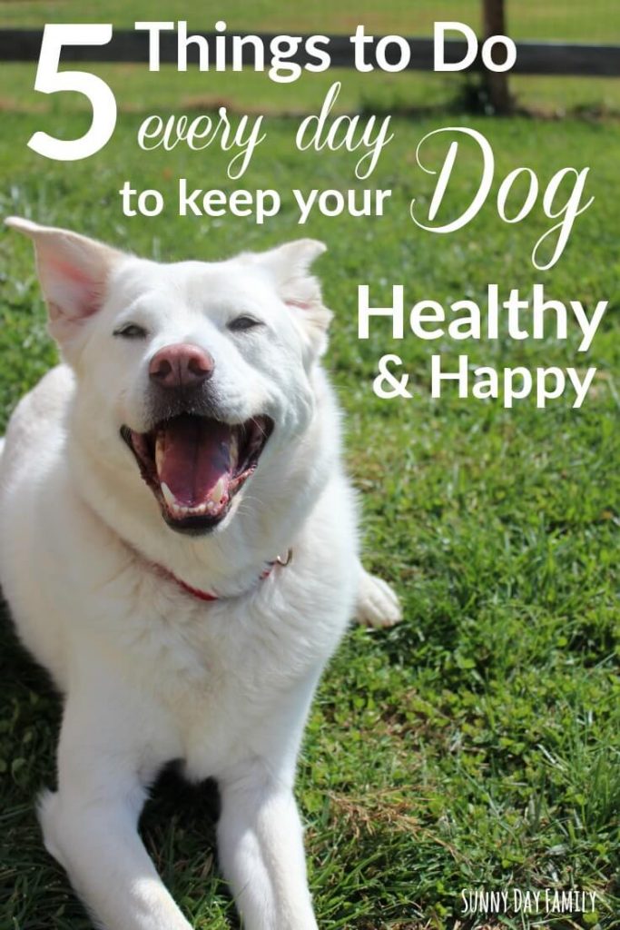 The Daily Rituals to Keep Your Dog Happy and Healthy