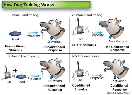 The Journey of Effective Dog Training: Understanding How It Works