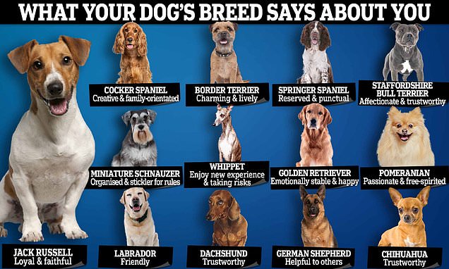 Comparing Dog Breeds in the UK: Which One is Right for You?