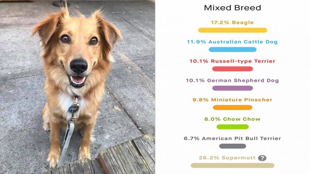 The Most Affordable Dog Breed DNA Test: Unveiling Your Furry Friend's Genetic Heritage