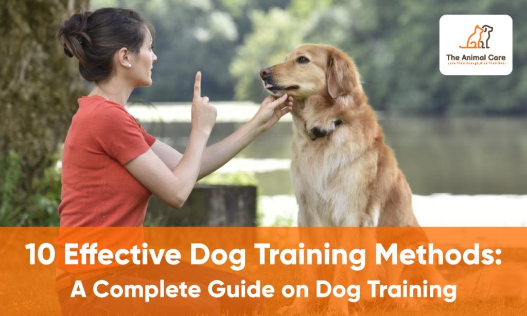 The Effective Methods and Benefits of Dog Training for a Well-Behaved Companion