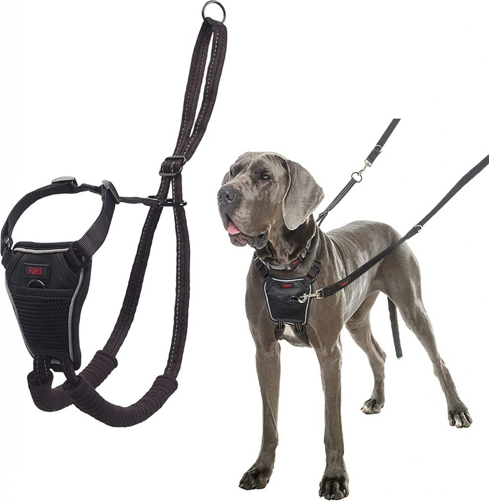 Effective Techniques to Teach Your Dog to Stop Leash Pulling