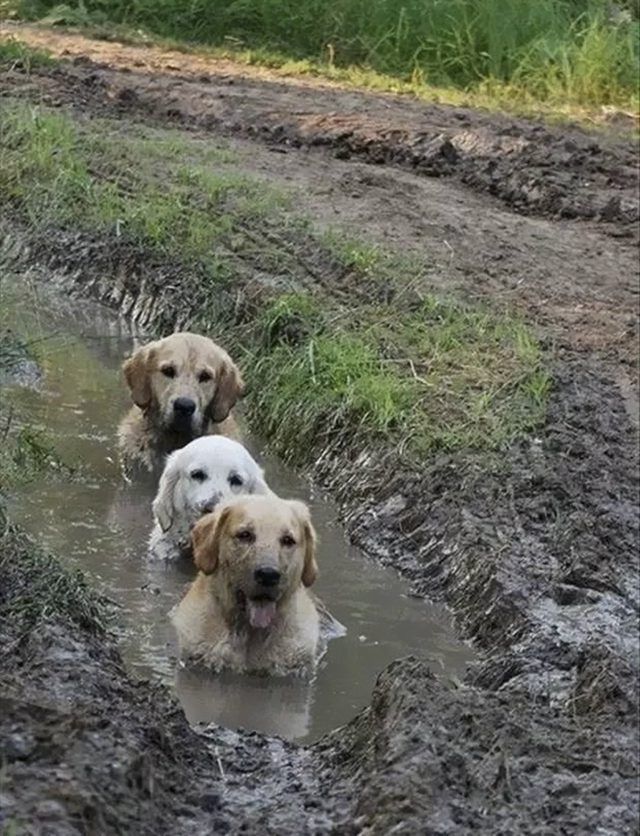 Why Dogs Love Playing in the Mud: The Science and Joy Behind their Dirty Adventures