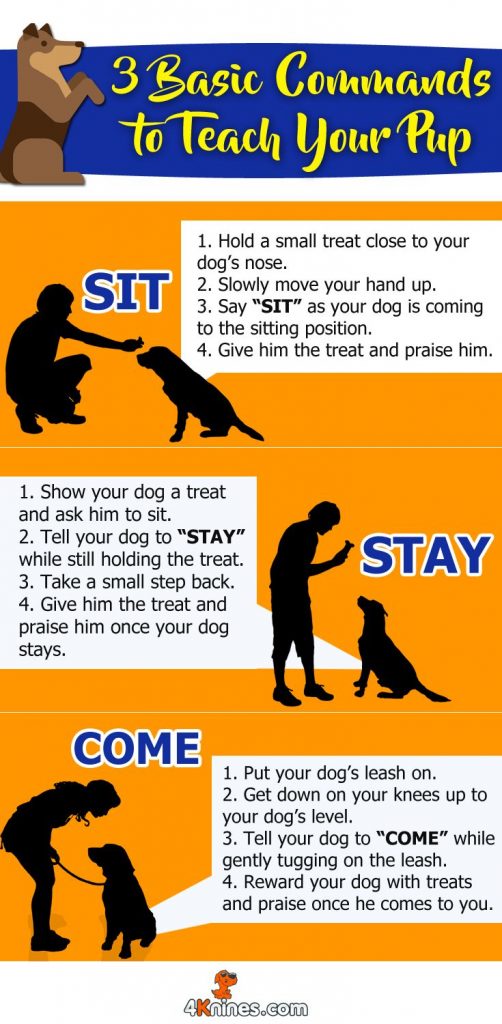 Teaching Your Dog Essential Commands: A Step-by-Step Guide