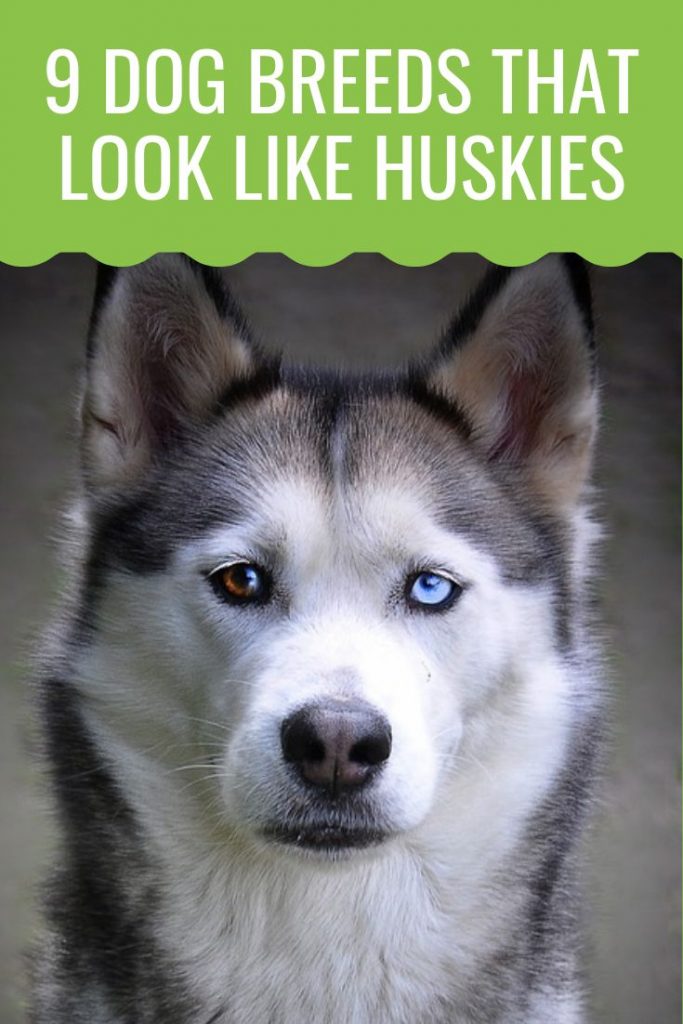 The Enchanting Appeal of Husky-Like Dog Breeds: A Closer Look at their Mesmerizing Looks