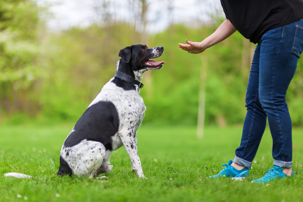 Simple Tricks to Train your Beloved Dog Effectively