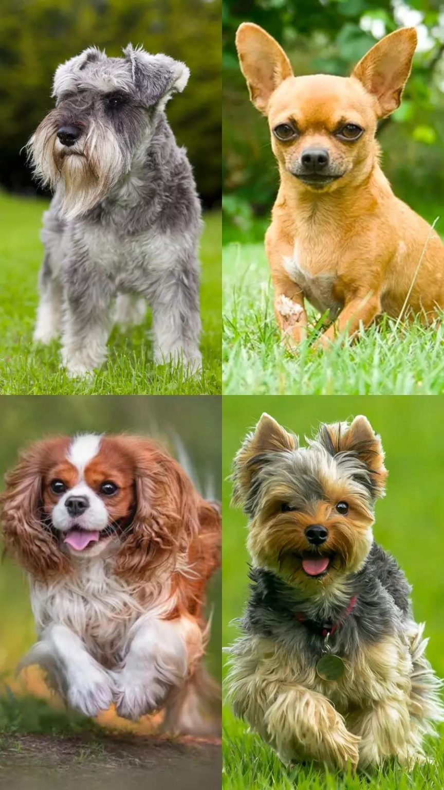 The Delightful Process of Breeding Dogs: A Comprehensive Guide