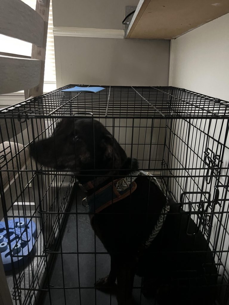 Is It Beneficial for My Dog to Sleep in a Crate? Exploring the Pros and Cons