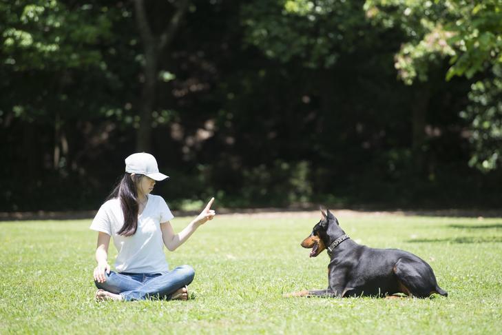 How to Train Your Dog: Effective Techniques for a Well-Behaved Canine