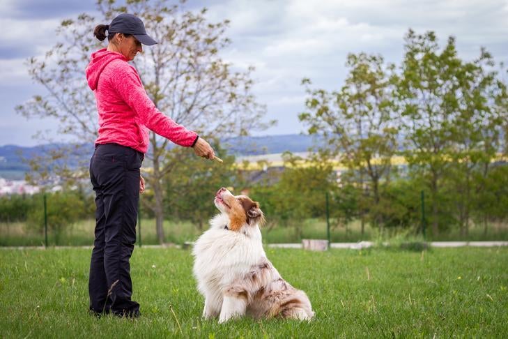 Unveiling the Path to Becoming a Skilled Dog Trainer: Step-by-Step Guide