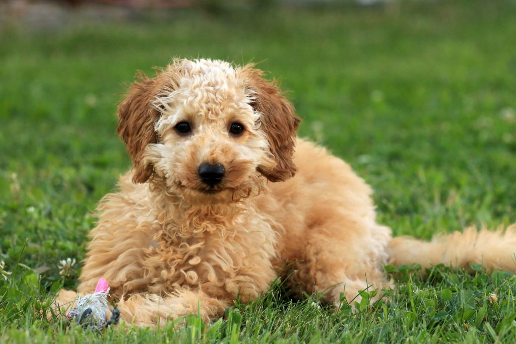 The Vital Role of Puppy Training in Nurturing Well-behaved, Happy Canine Companions