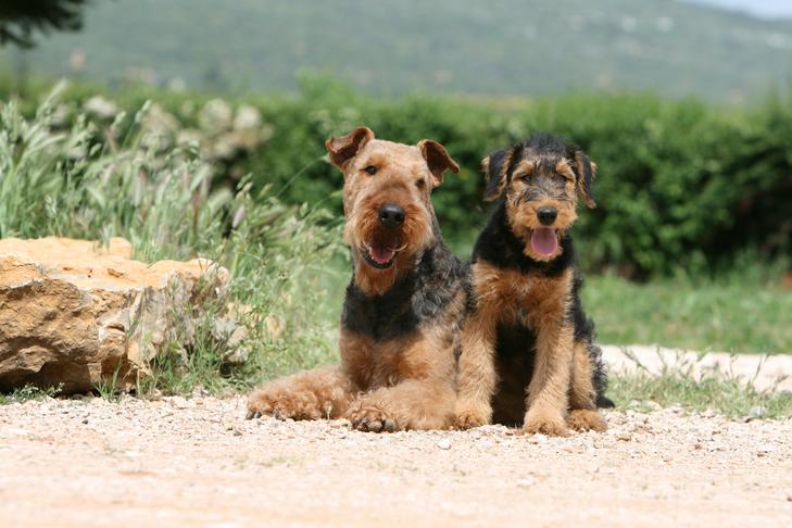 Finding the Perfect Canine Companion: A Guide to Choosing the Right Dog for Me