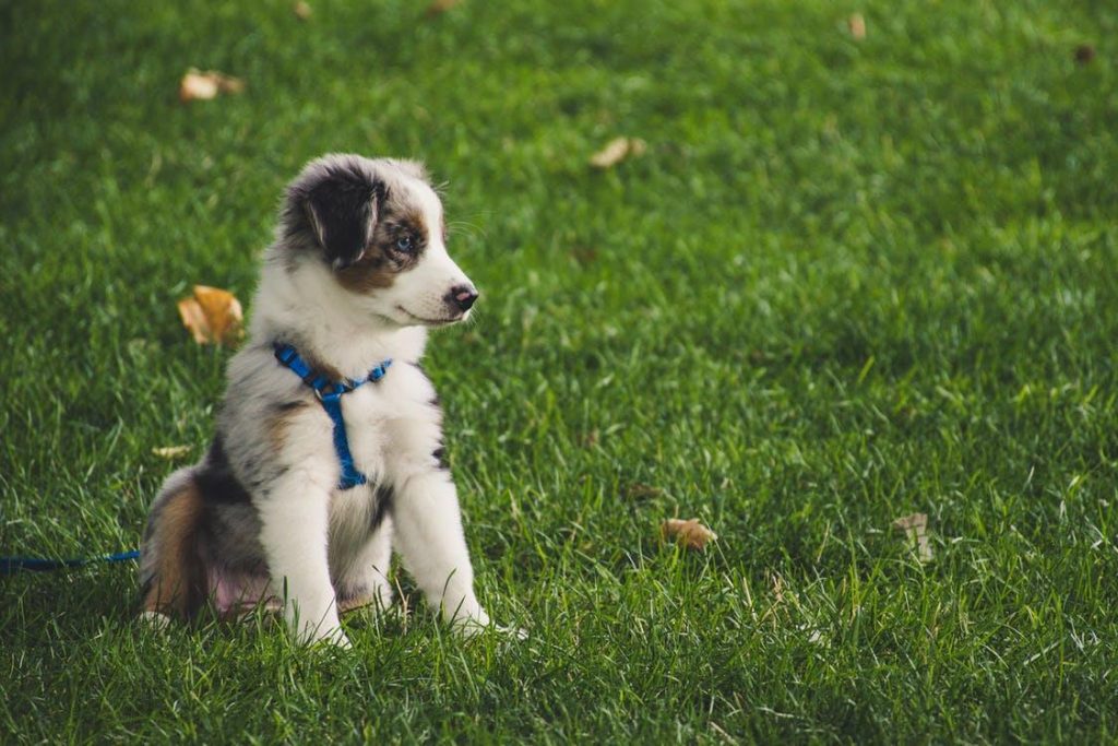 The Art of Starting Puppy Training: A Comprehensive Guide for Novice Owners