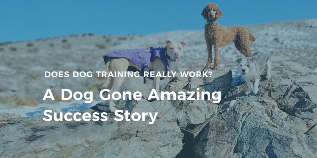 The Art of Effective Dog Training: Understanding the Mechanisms Behind It