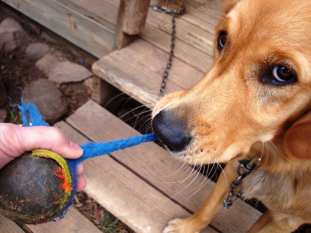 Is it Necessary to Induce Vomiting in Dogs After Eating Chocolate?