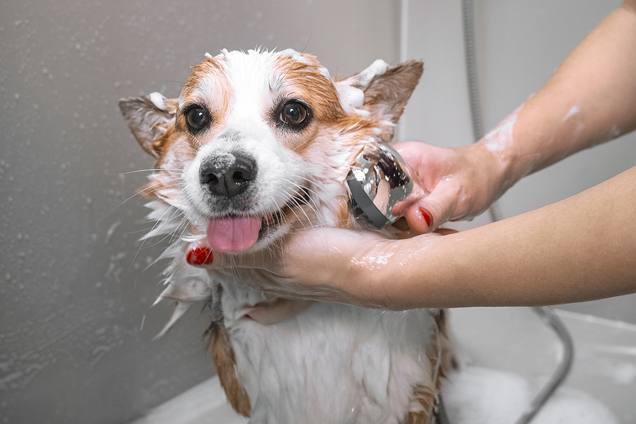 Is It Possible to Overwash Your Dog? Understanding the Optimal Frequency for Bathing Your Furry Friend