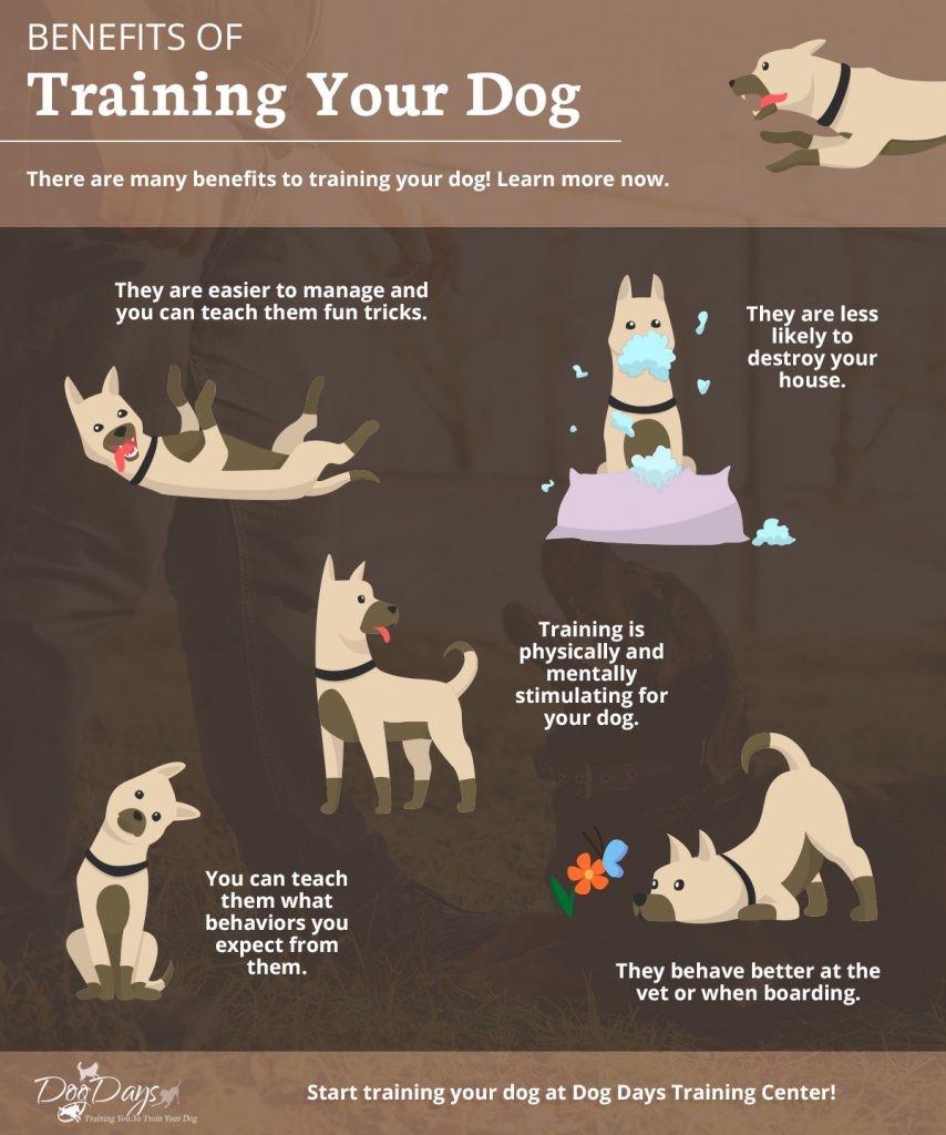 The advantages of training your dog for a well-behaved and happy pet