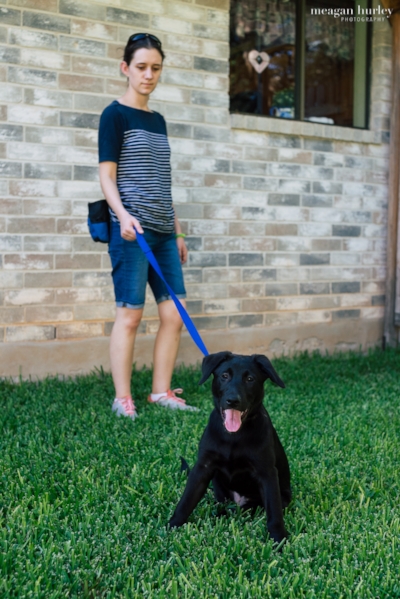 How to Successfully Train Your Dog to Walk on a Leash