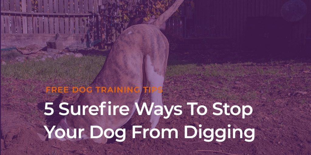 Effective Ways to Prevent Your Dog from Digging up Your Yard