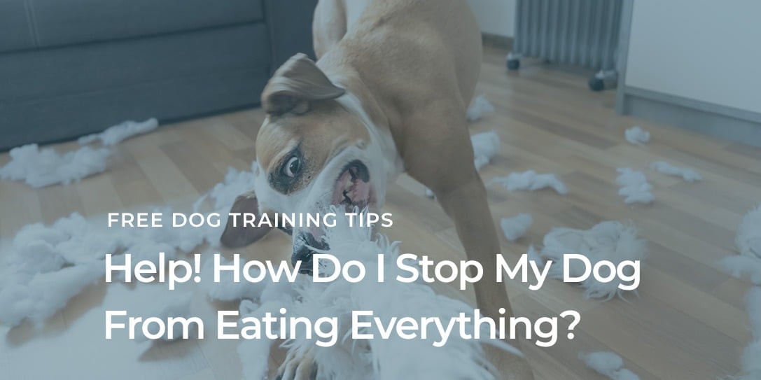 My Dog's Unusual Behavior: Understanding the Possible Reasons for His Lack of Activity