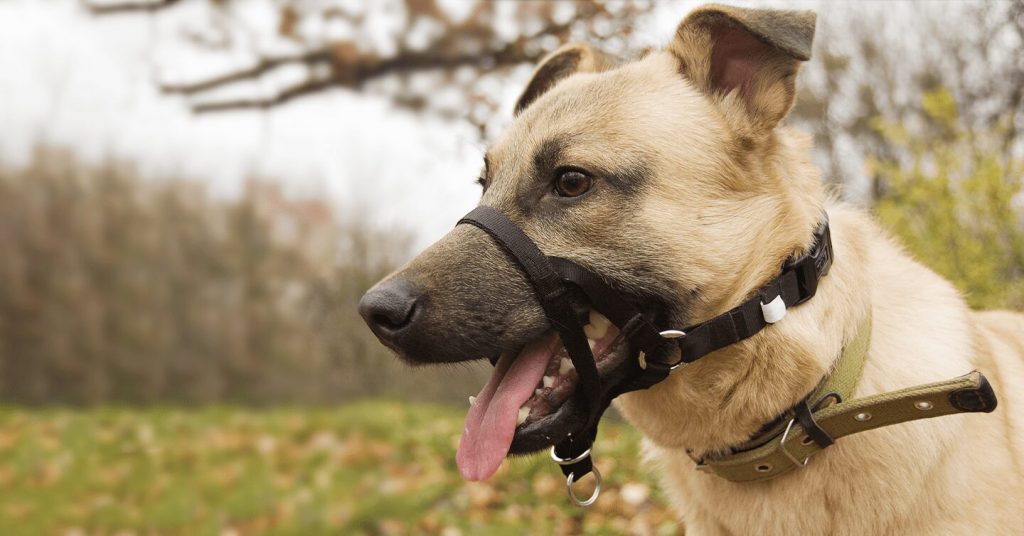 How Dog Training Collars Effectively Shape Canine Behavior