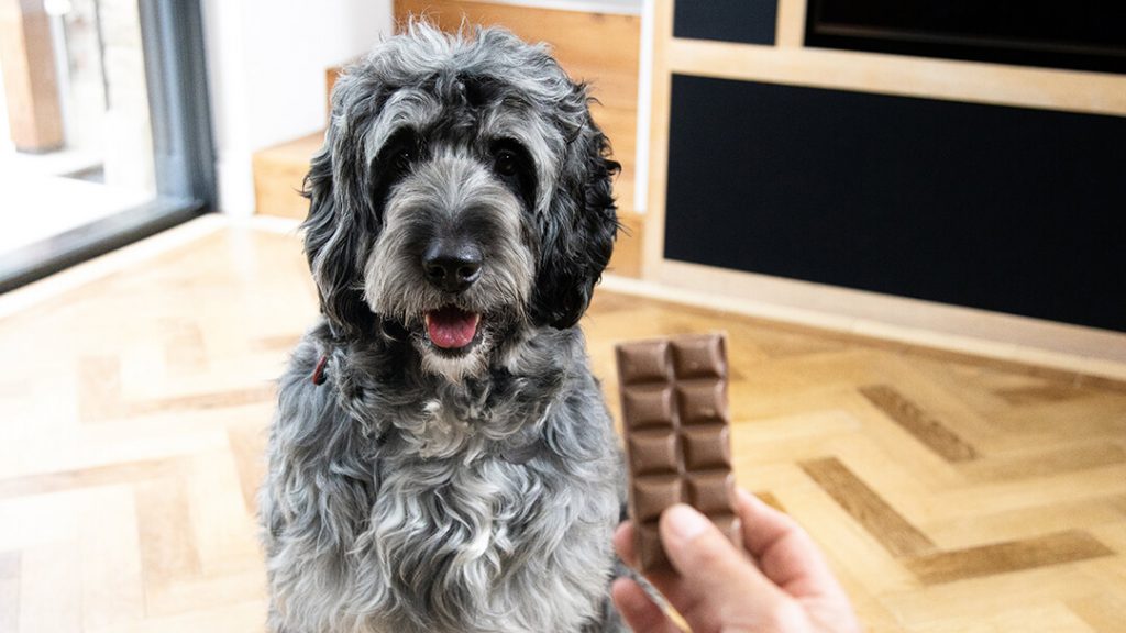 What Steps to Take When Your Dog Eats Chocolate: Expert Advice on Safeguarding Your Pet's Health