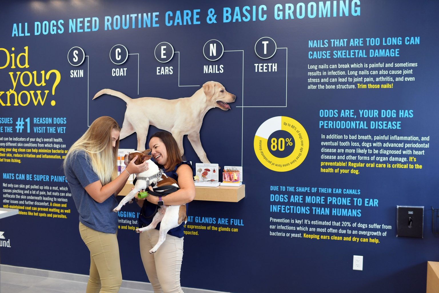 The Cost of Professional Dog Grooming: What to Expect for Your Furry Friend