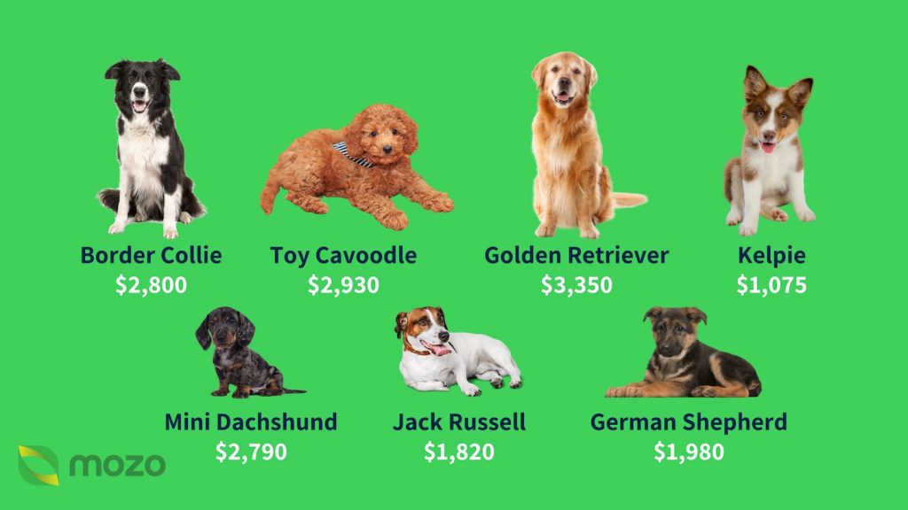 Affordable Canine Companions: Exploring the Cheapest Dog Breeds in Australia