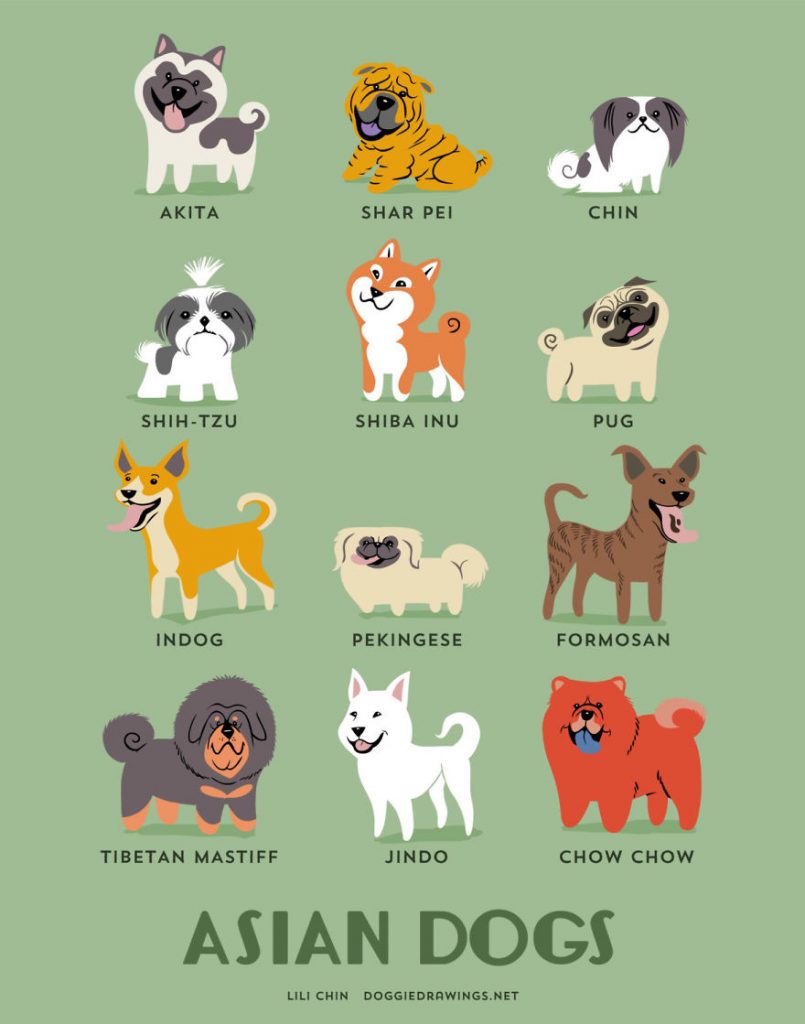 The Diversity of Dog Breeds: Exploring the Wide Array of Canine Companions