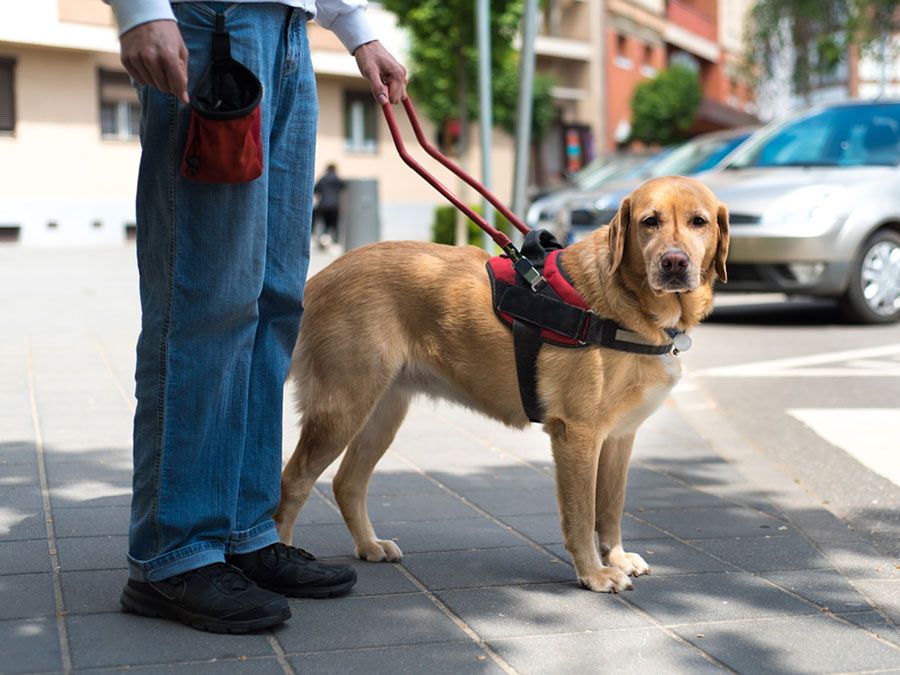 The Incredible Ways Dogs Enhance People's Lives: Unveiling the Power of Canine Companionship