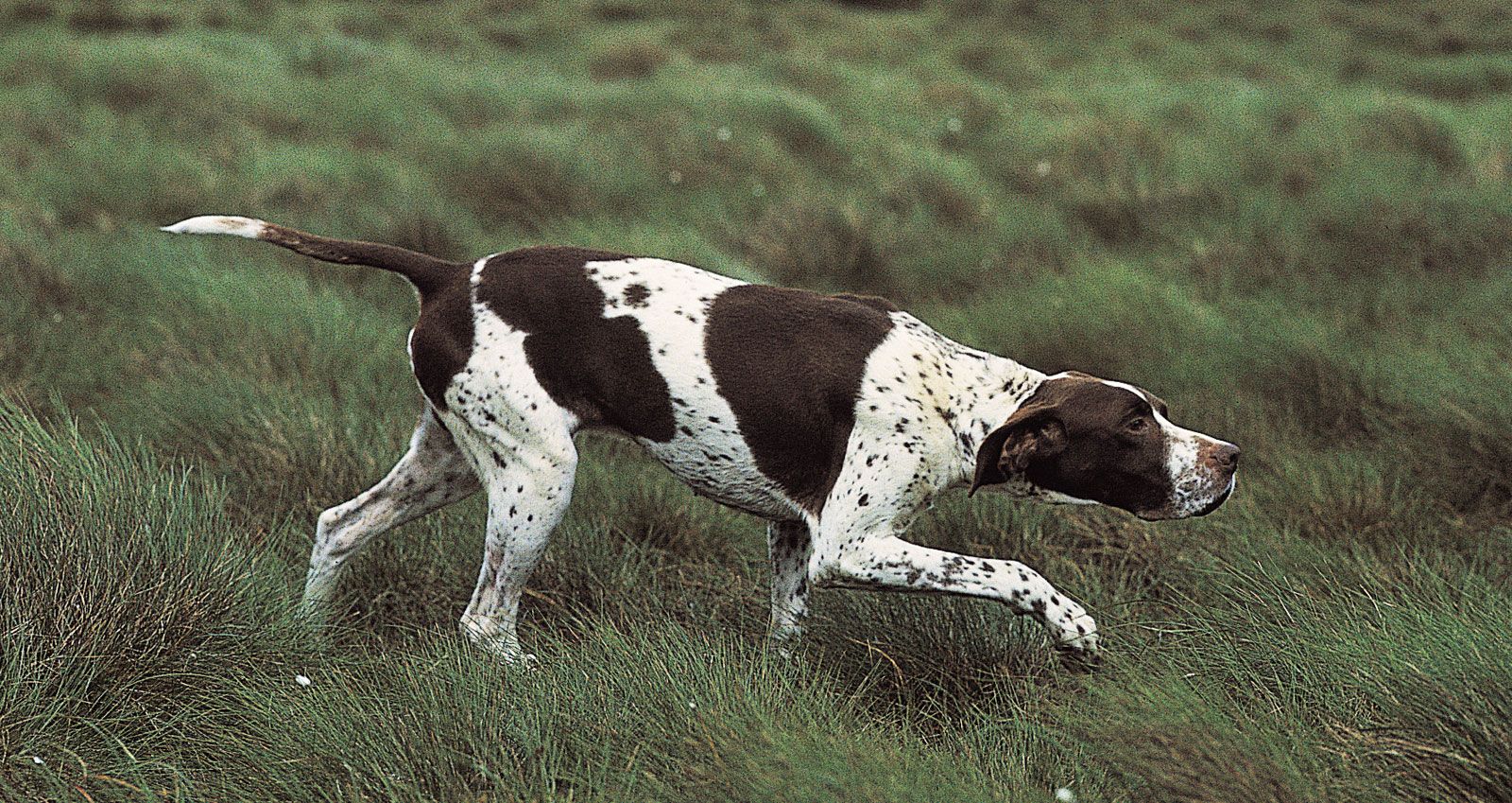 What Does it Mean When a Dog Raises its Paw?